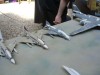 Gatow2009_VH_104