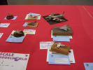 Volkers Bilder: Wettbewerb 32